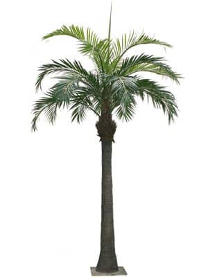 palm tree hire wedding decor