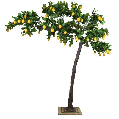 3m_Lemon_Canopy_Tree