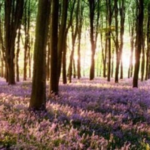 bluebell forest backdrop wedding decor hire